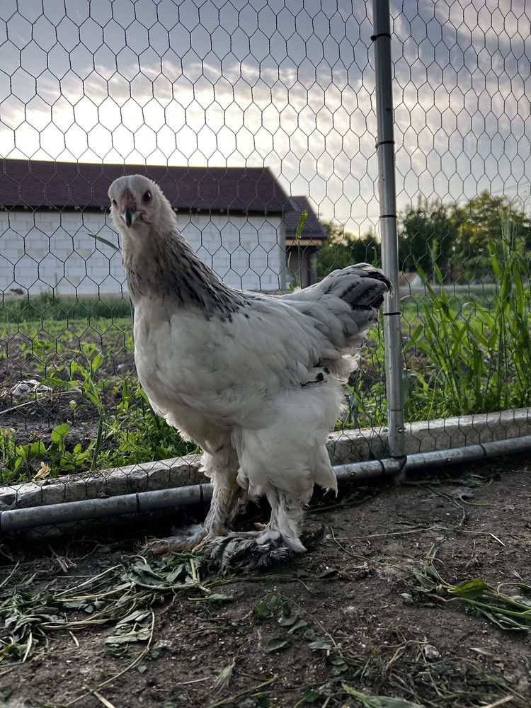 Pui brahma si sussex