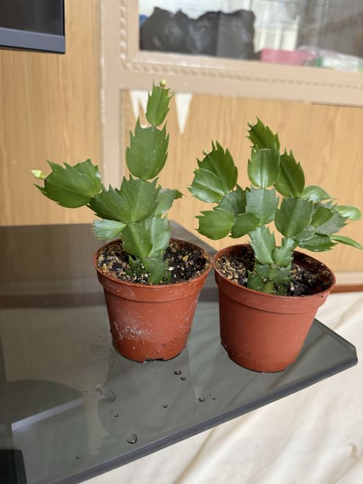 Шлюмбергер (декабристы)