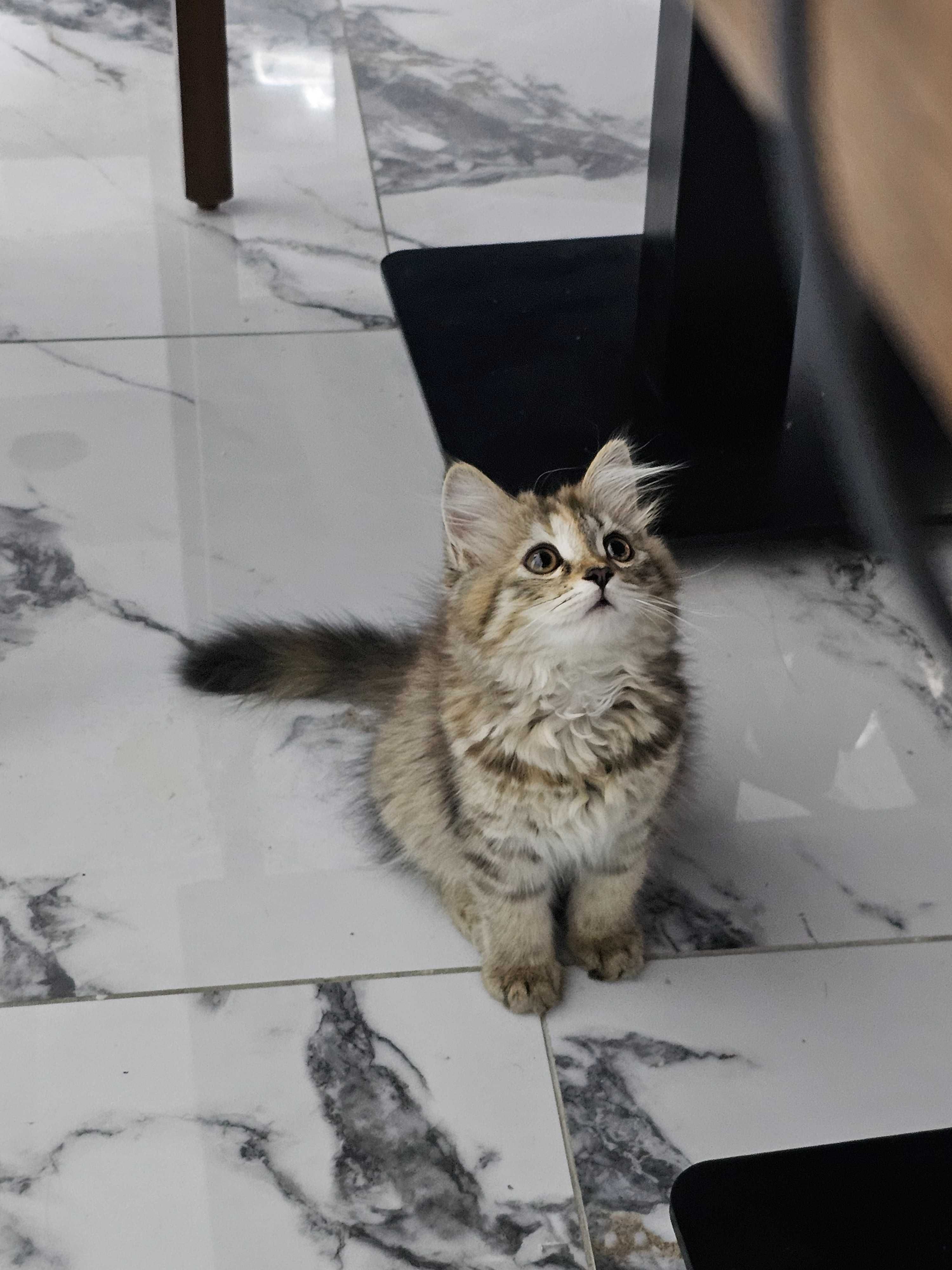Котенок 3 месяца девочка