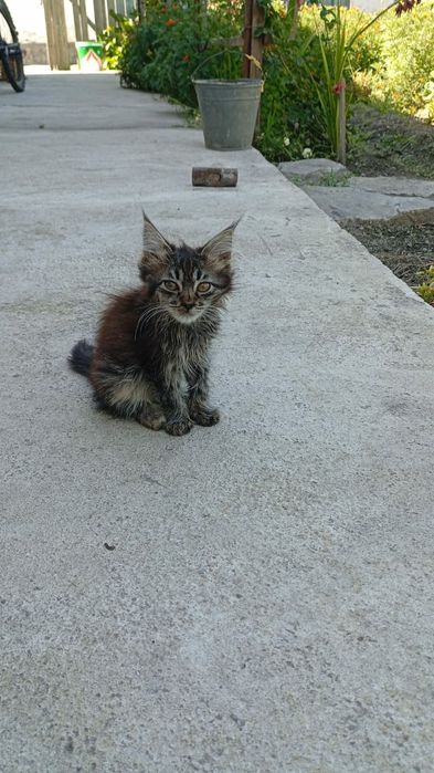 Отдам котят в добрые руки