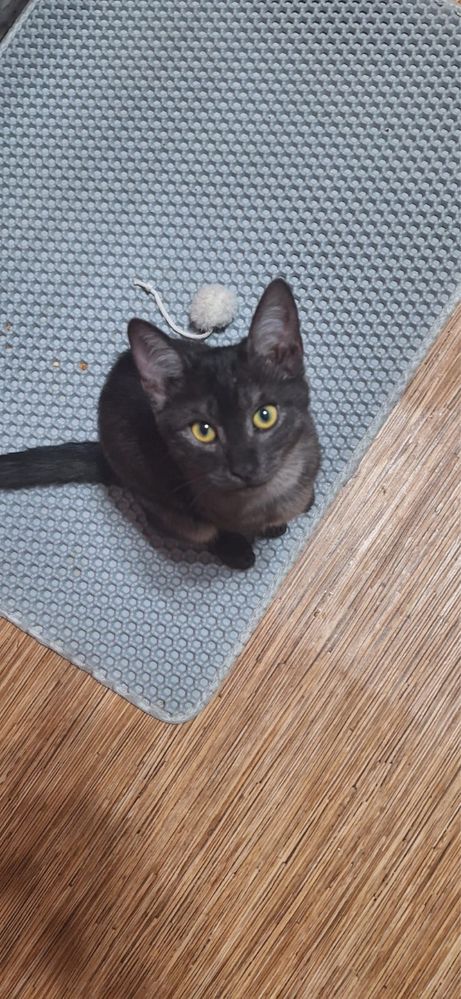 Котенок 5 месяцев, девочка