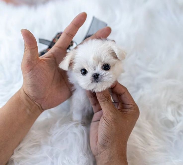 Bichon maltez mini toy