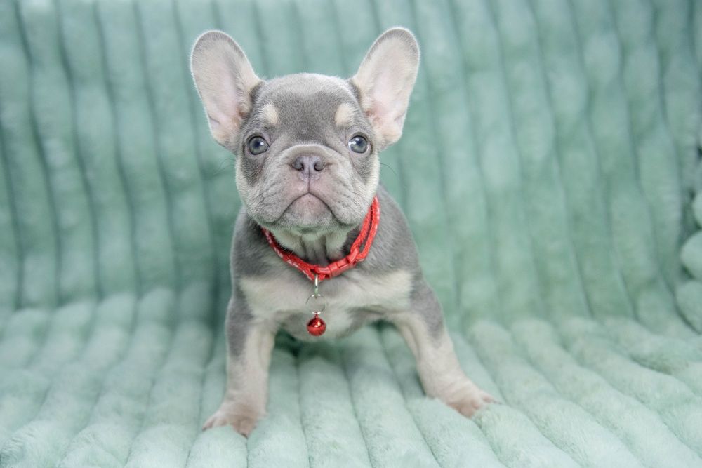bulldog francez lilac tan