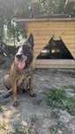Ciobanesc Malinois