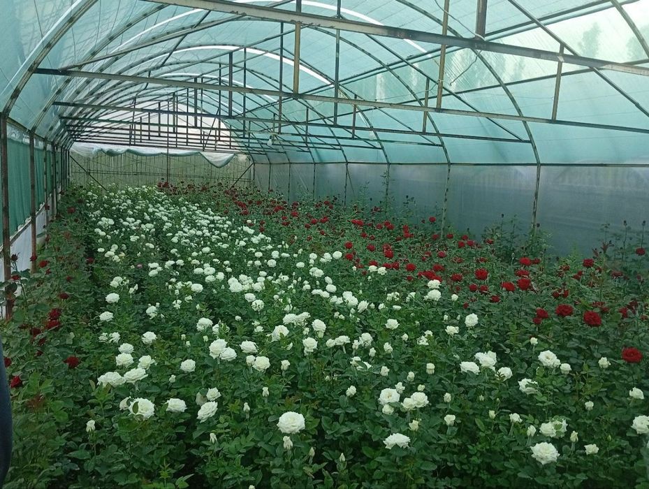 Ховли уй тезда ижарага берилади