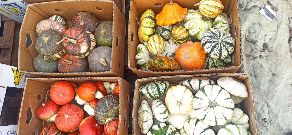 Тикви  за декорация