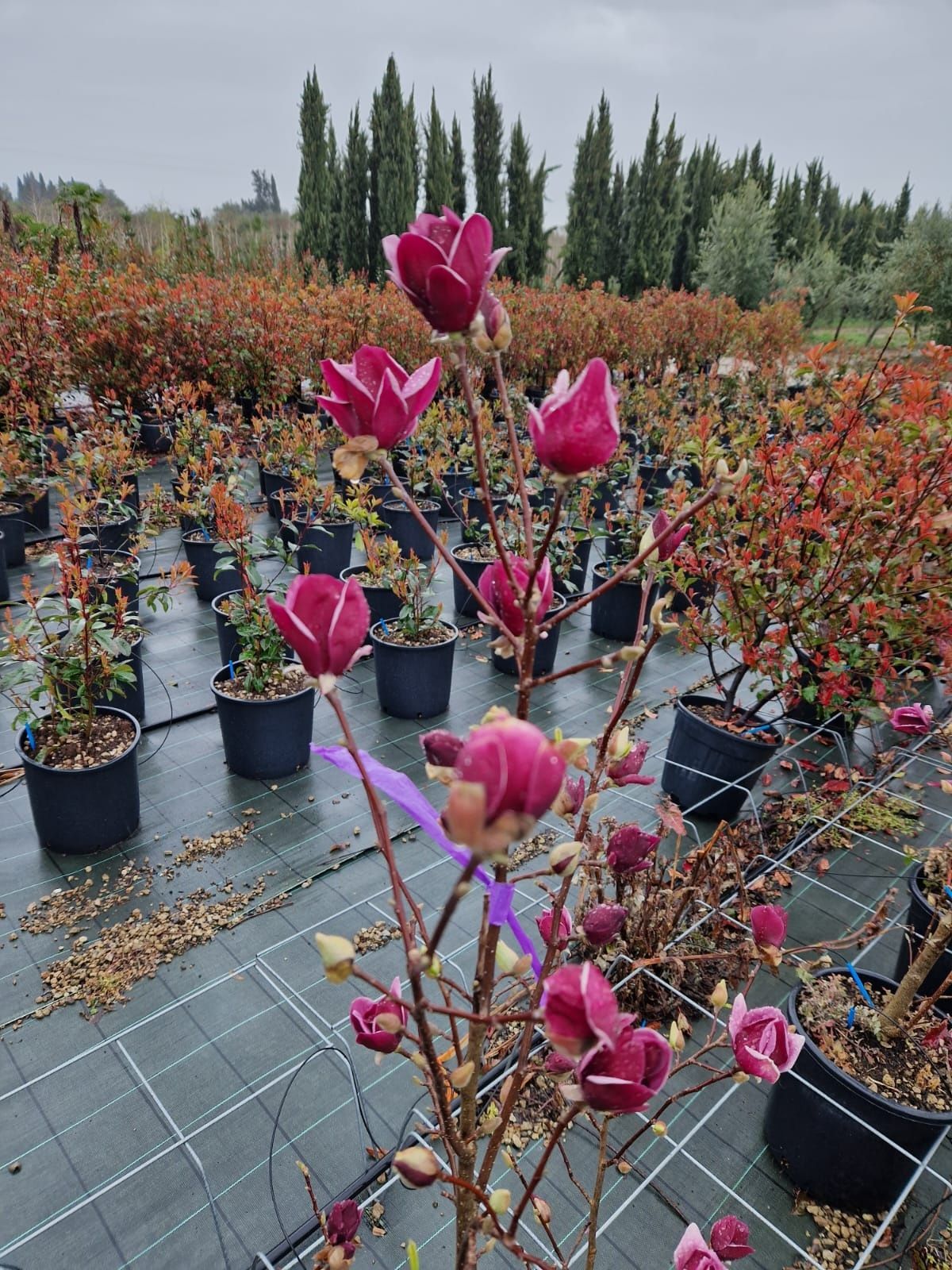 Magnolia copac sau tufa 2m - 3m - 4m, copac cu flori