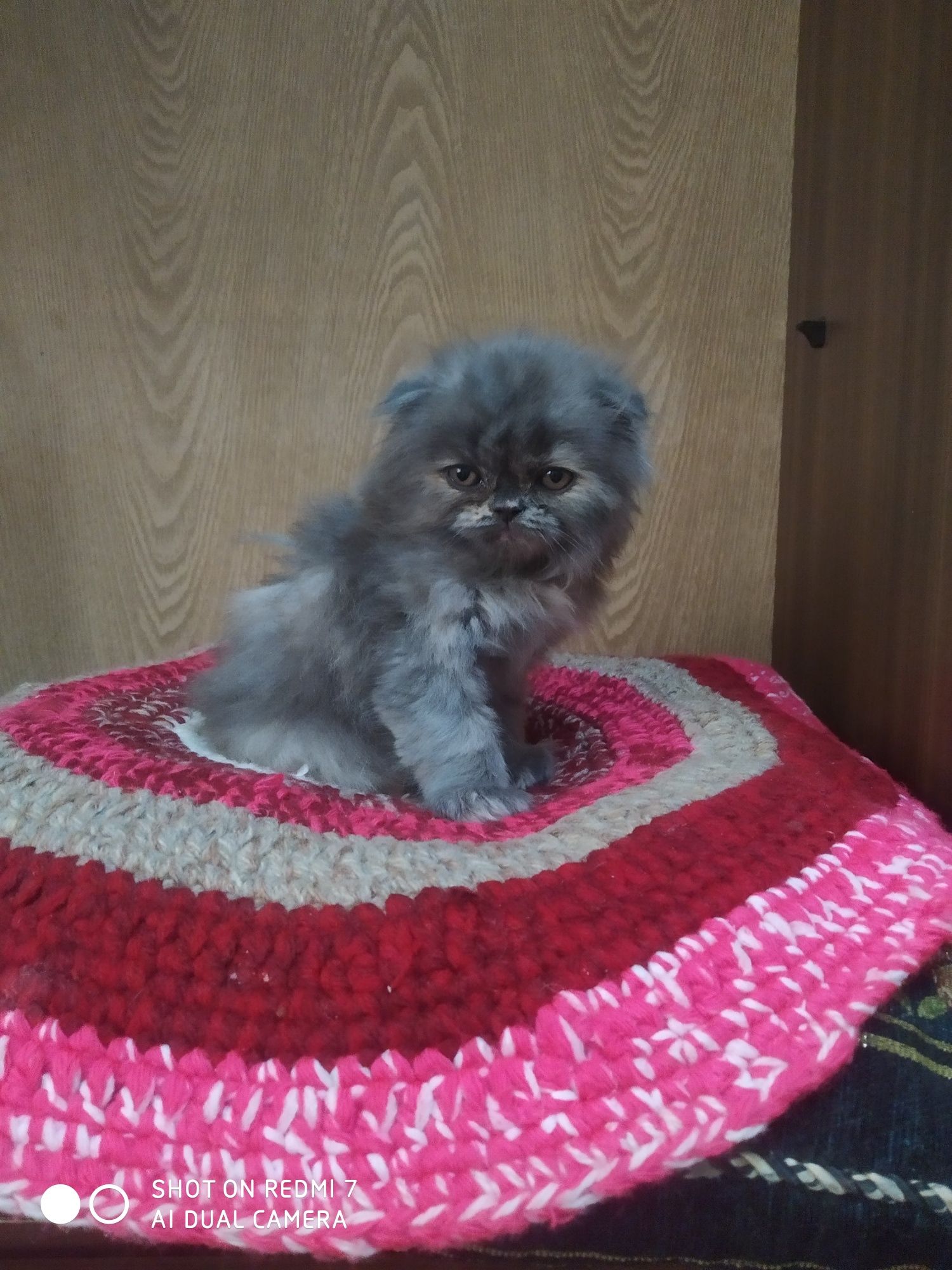 Скотиш фолд котенок