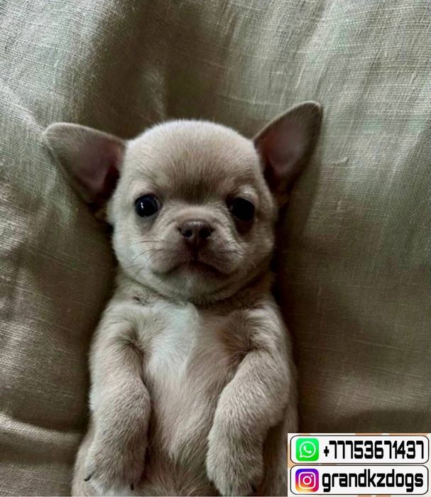 Чихуахуа учат любви