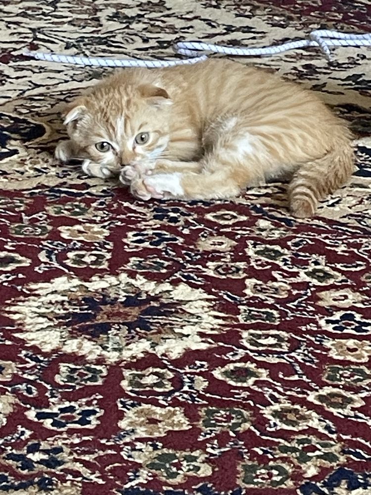 Ginger tabby british zotli mushukcha,juda aqlli,gapga kiradigan mushuk
