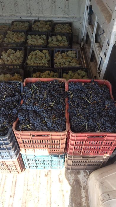 Strugurii de vin calitatea 1 prod 2025 distribuim la domiciliu client