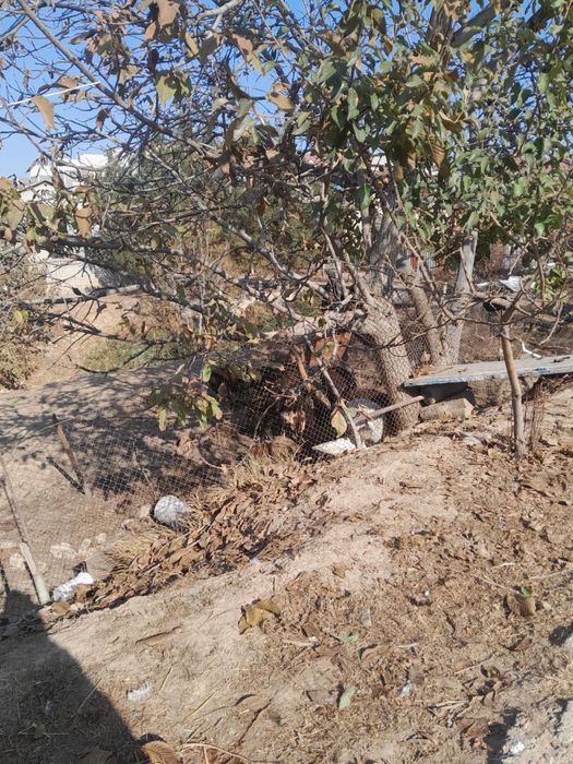 Yer sotiladi 5 sotix