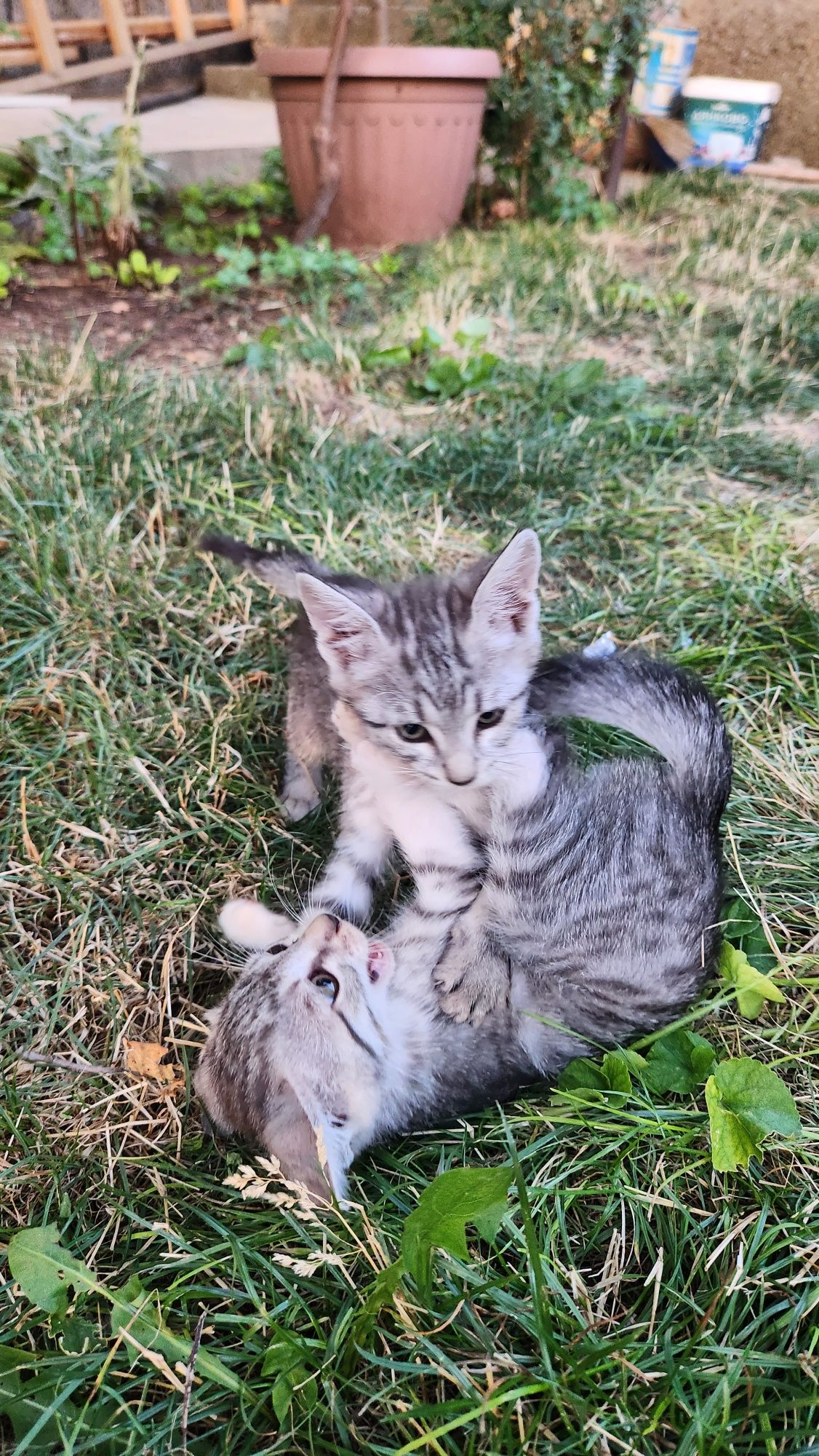 Подарявам малки котета