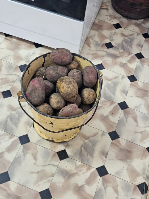 Картофель домашний