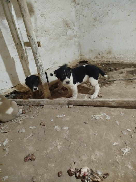 Alabay bolasi sotladi toza qon