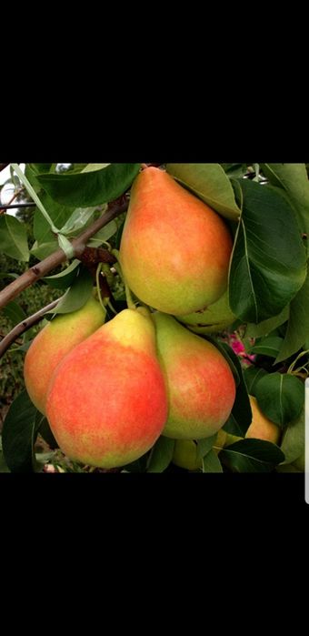 Pomi columnari,normali si vita de vie