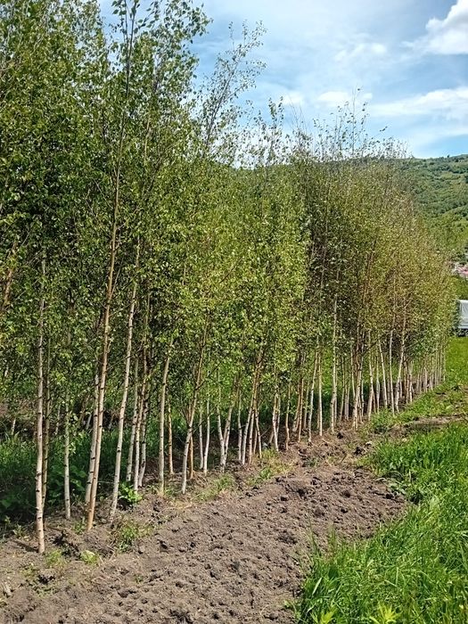 Vând copaci ornamentali foioase diferite dimensiuni