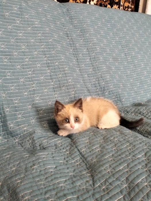 Малыши ищут мампап. Доставлю!