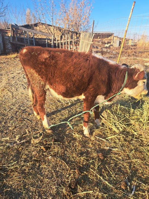 Ургашы тана сатылады