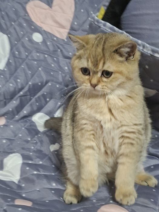 Мальчик  британец  шиншила