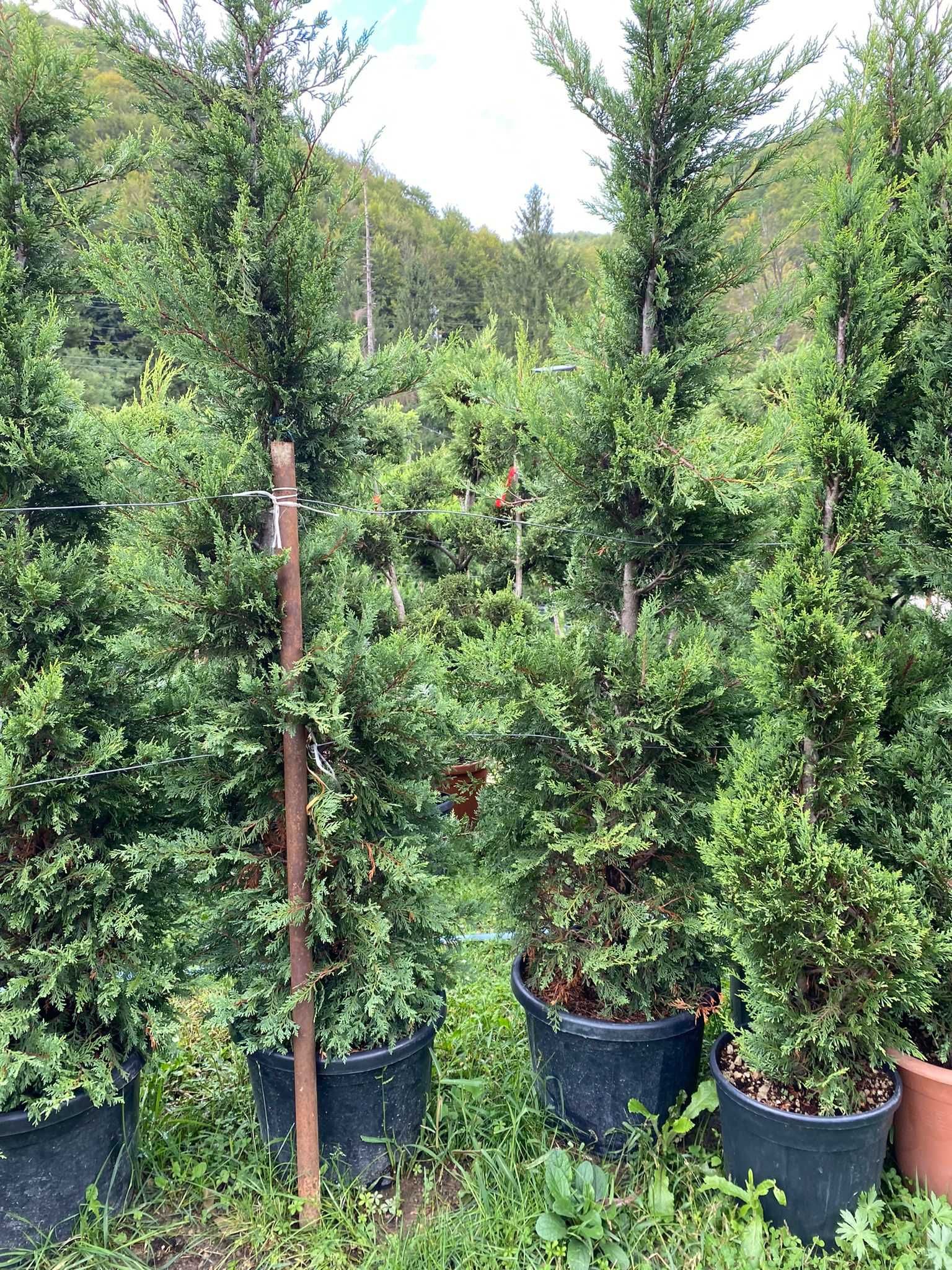 Cupressocyparis Leylandii 1.50-3m - Plantează acum pentru grădină