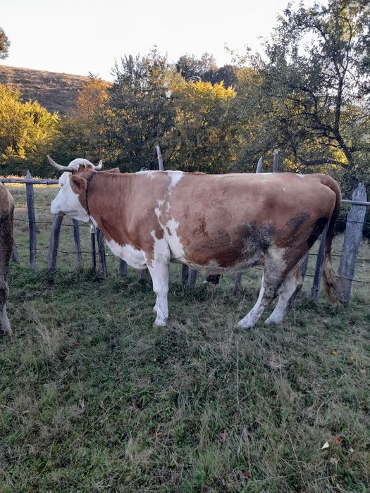 Vand vaca si vițică