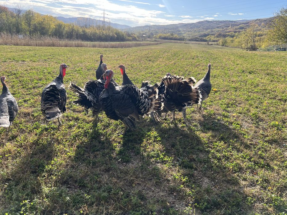 Vand curcan si curca de curte