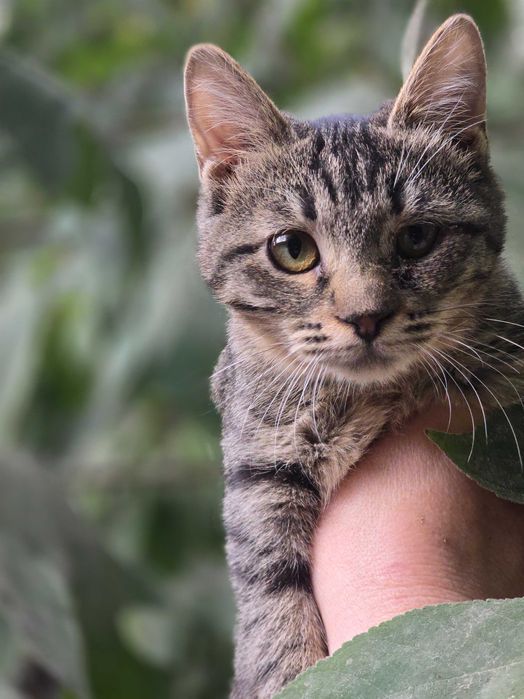 Малыш ищет семью!