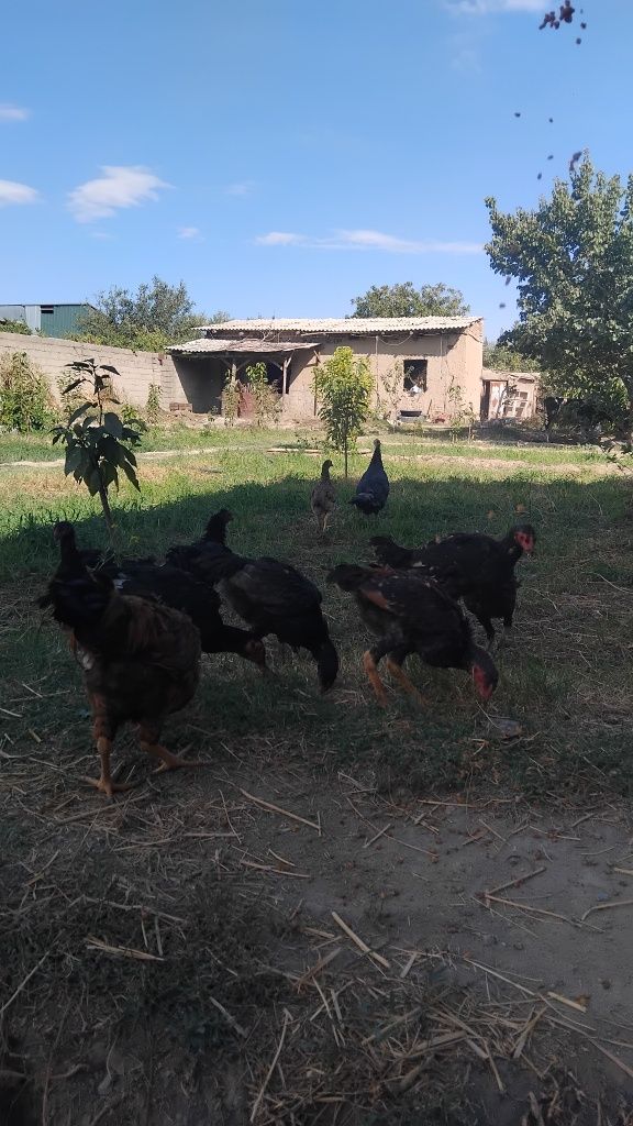 Tovuqlar sotiladi