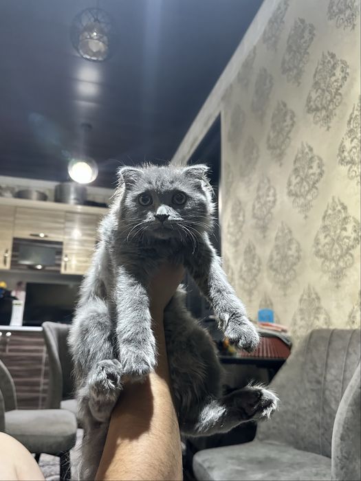 Фолд Хайленд Пушистый Скотишфолд