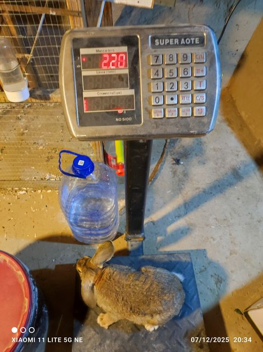 Quyonlar sotiladi korimda boqilgan