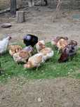 Vând oua araucana