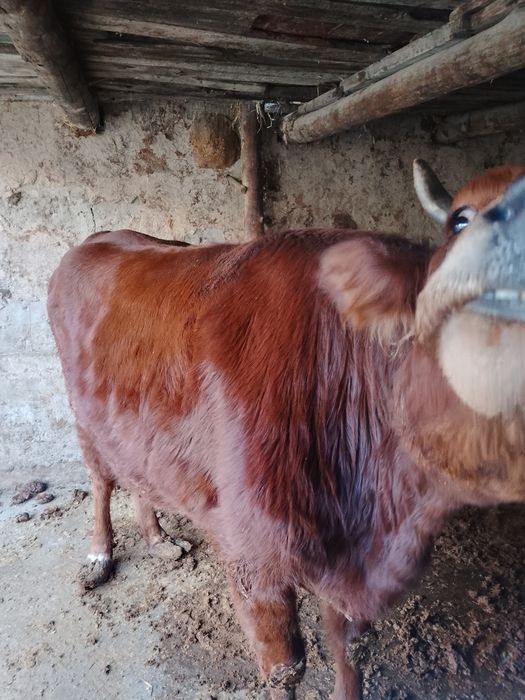 Sigir sotiladi yeyish ichishi yaxshi