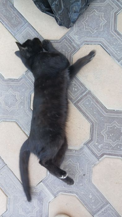 Отдам кошку девочку
