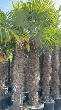 Palmieri fenx pe trunchi