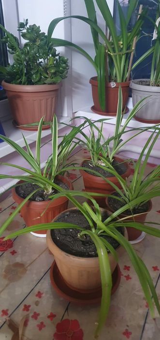 Продам хлорофитум