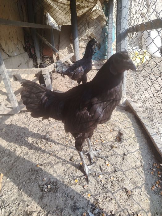 Ухайли хорозлари, бартер еки сотаман