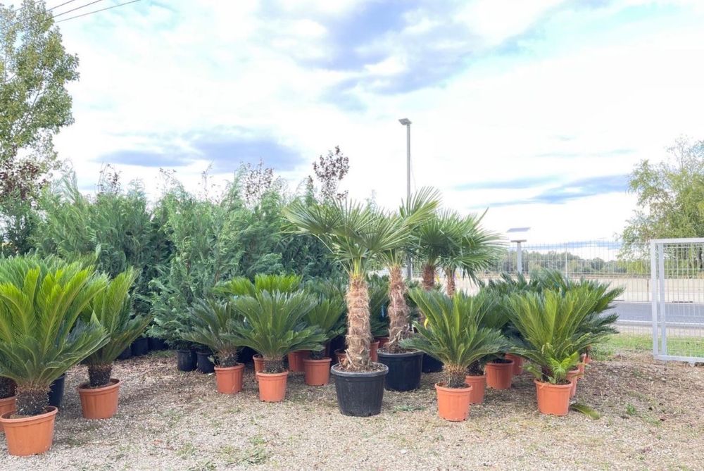 Vand plante ornamentale