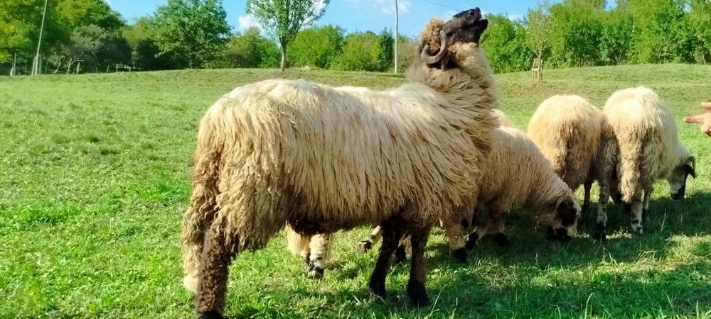 2 miei de vânzare