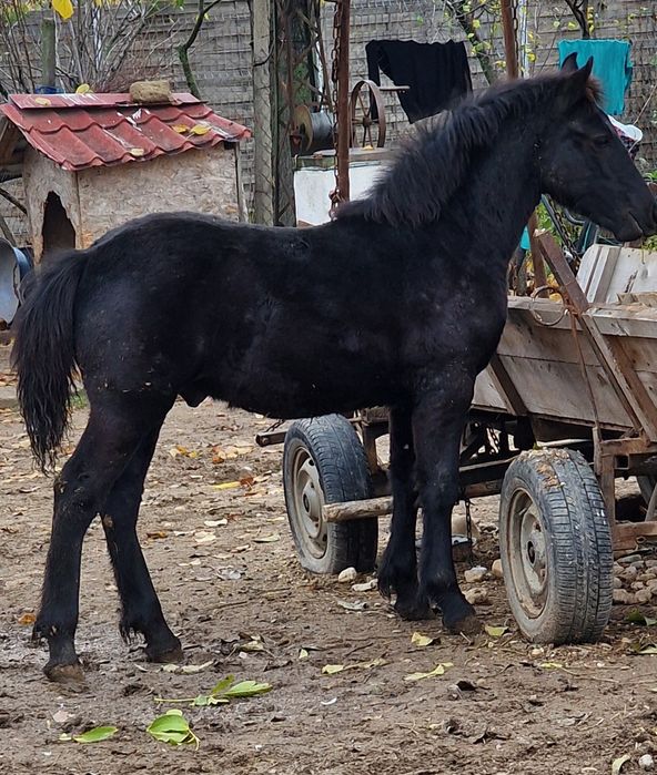 De vânzare mânz de 5 luni