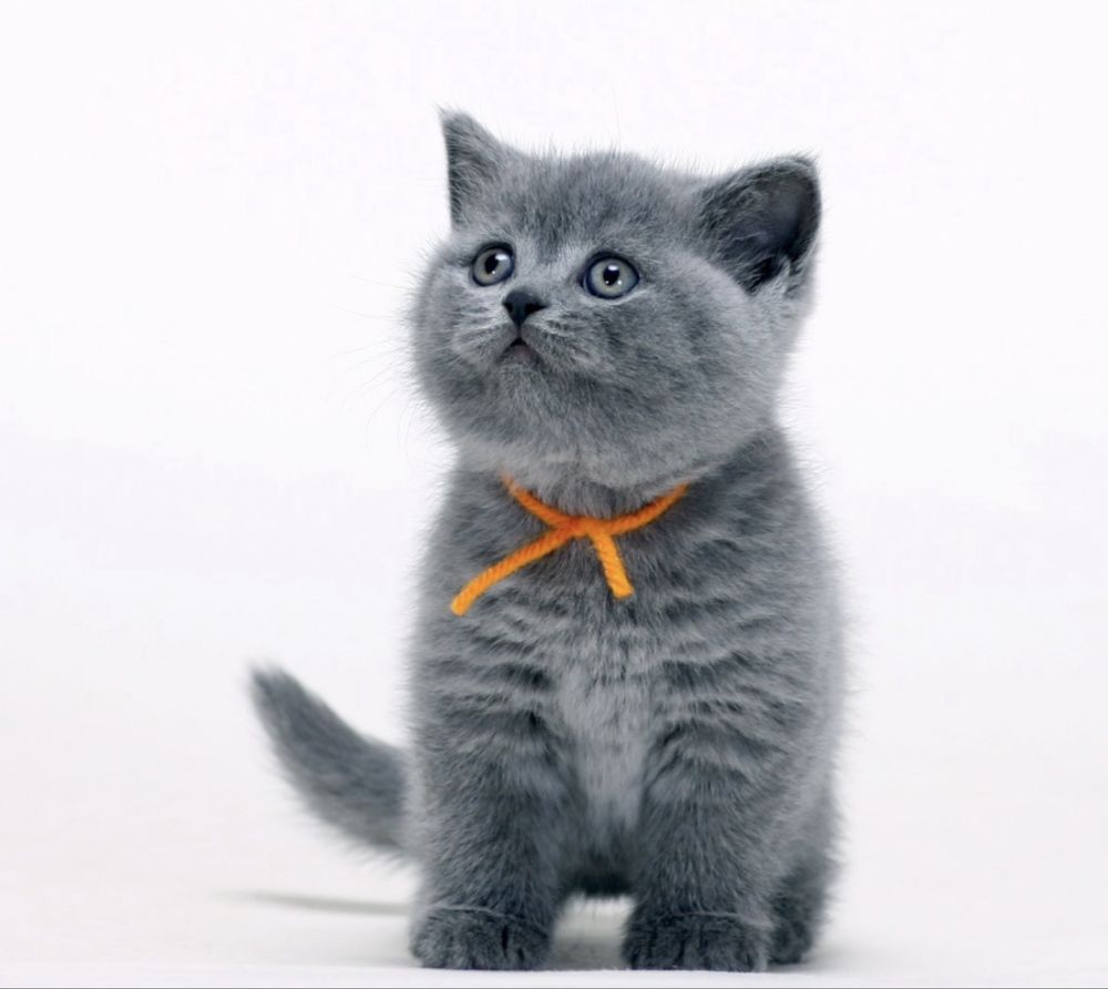 British shorthair blue superb
