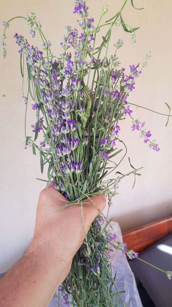 Лавандула букет сушена, собствена
