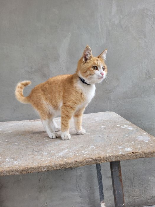 Отдам котёнка в хорошие руки!