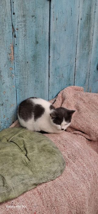 Adoptie 2  pisic 4 luni