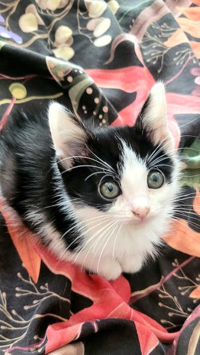 Motanel de 2 luni pentru adoptie - Iasi