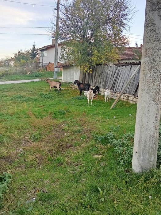 Продават се   ..