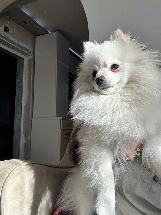 Продавам померан