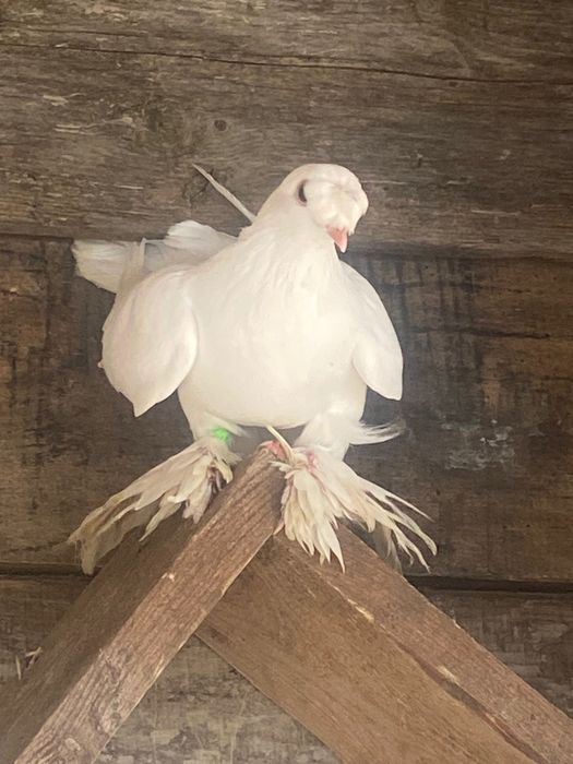 Porumbei jucători de Botoșani