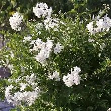 Pomi ornamentali  iasomie parfumata tip pom