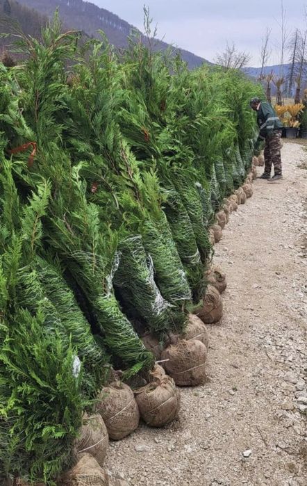 Amenajari gradini cu plante de toate speciile